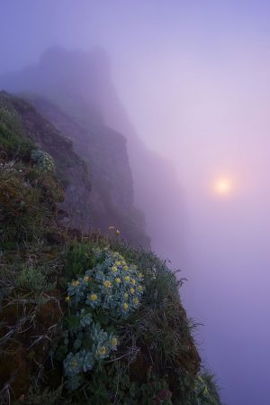 Misty flowers