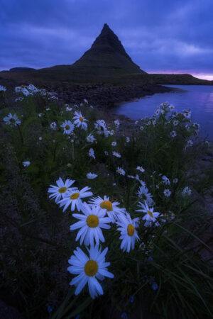 Divine flowers