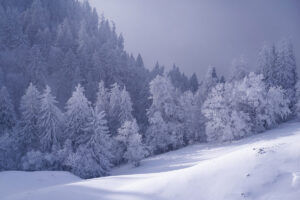 White dream