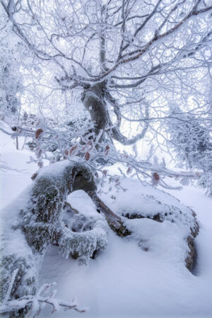 Frozen