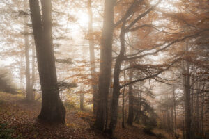 La forêt mystérieuse