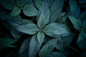 Urtica