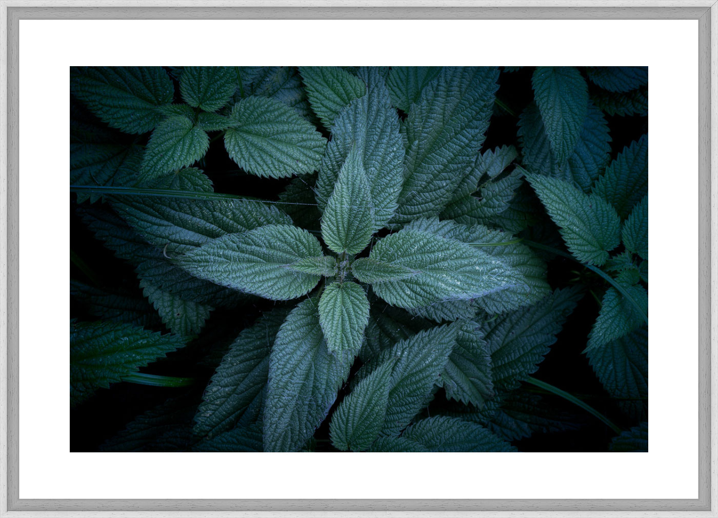 Plantes en Chartreuse