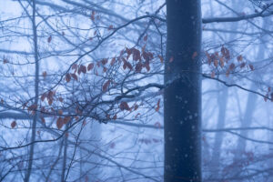 Intimity