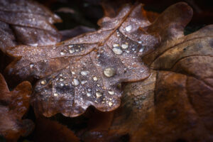 Perles d'eau