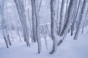 La forêt blanche
