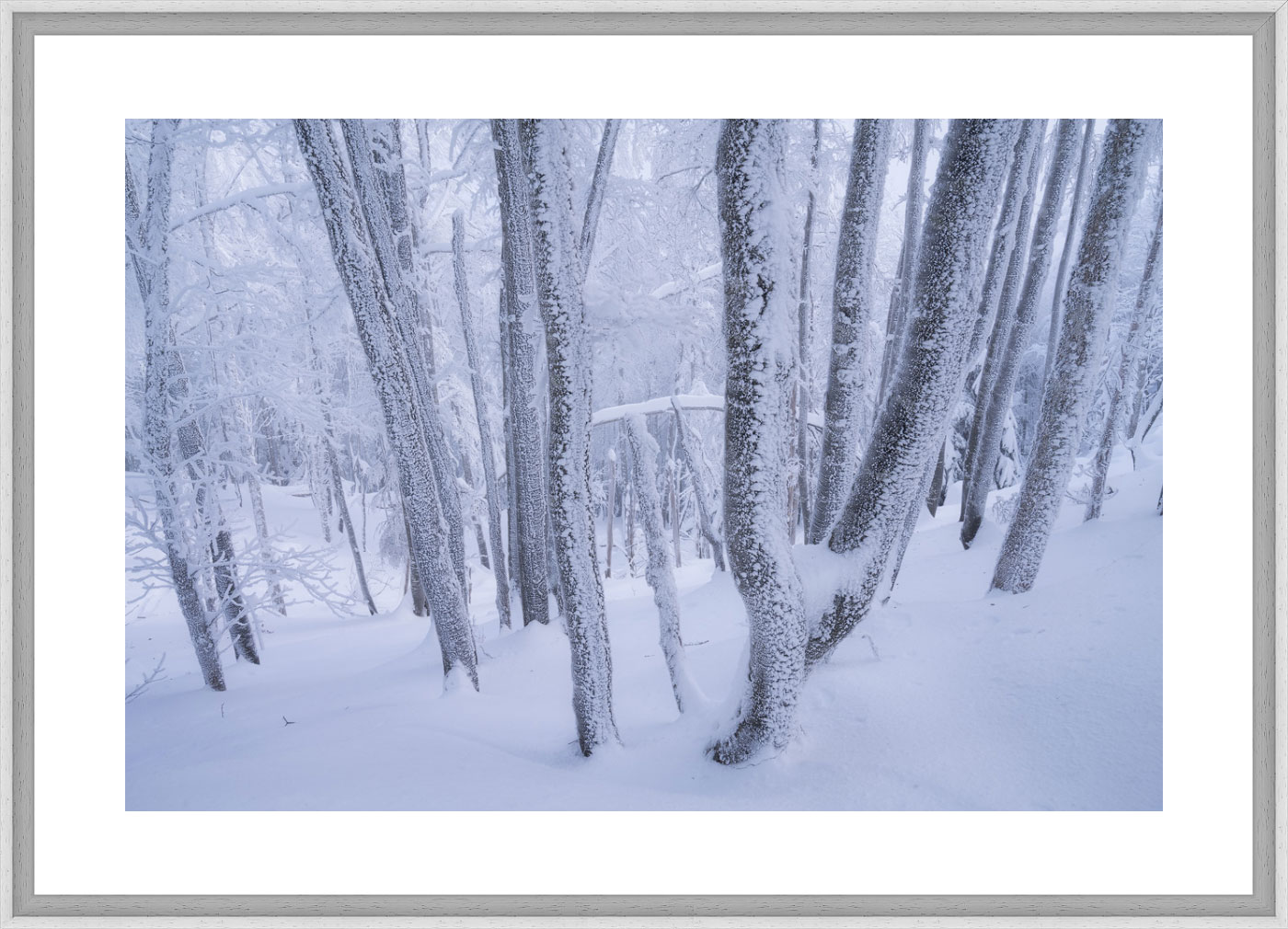 Forêt hivernale en Chartreuse