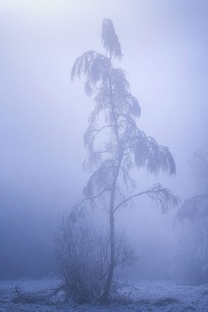 Le fantôme des marais