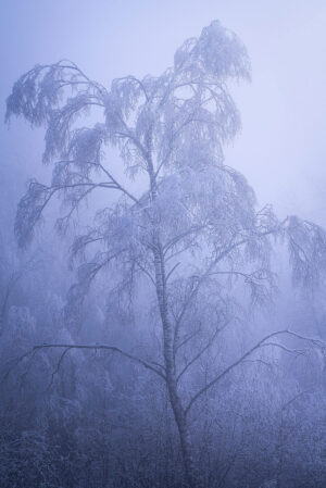 Juste un arbre