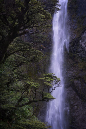 TreeFall