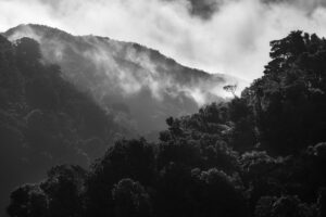 Primary Forest