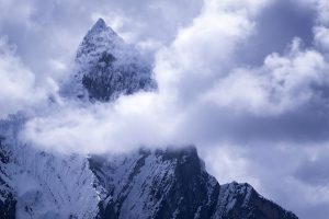 The sting of Peru