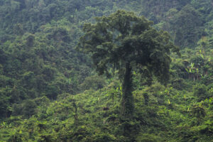 The green king