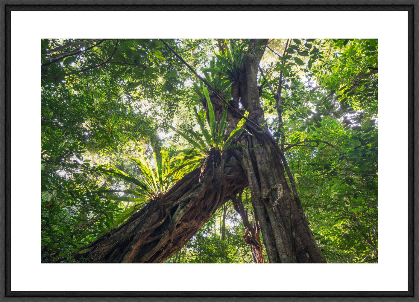 Forêt au Vietnam