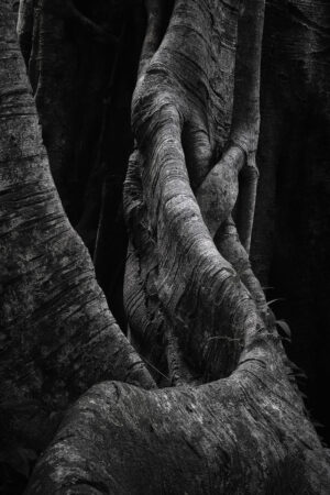 Elephant foot